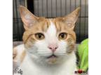 Adopt Toby a Domestic Short Hair