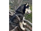 Adopt Frankie a Siberian Husky