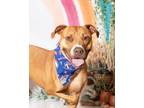 Adopt Lieutenant Dan a Pit Bull Terrier