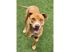 Adopt Lieutenant Dan a Pit Bull Terrier