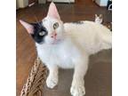 Adopt Cosmo a Domestic Short Hair