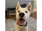 Adopt Drogo a Husky