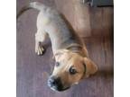 Adopt Dino a Labrador Retriever, Hound