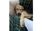 Adopt Luke a Hound, Mixed Breed