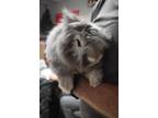 Adopt Fluffer (Fluffy) (Candy) a Angora Rabbit