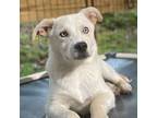 Adopt Bluey a Labrador Retriever, Catahoula Leopard Dog