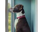 Adopt Duke a Chocolate Labrador Retriever, American Staffordshire Terrier
