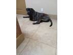 Adopt Chestie a Mastiff