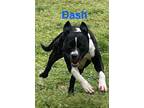 Adopt Dash a Pit Bull Terrier, Labrador Retriever