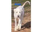 Adopt Ares a Great Pyrenees