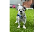 Adopt Prince a Shih Tzu