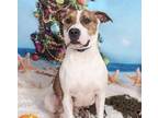 Adopt Lucky a American Staffordshire Terrier