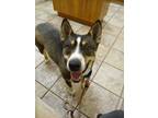 Adopt Oreo a Husky, Border Collie