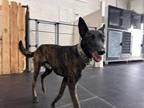 Adopt Sampson - Michigan a Dutch Shepherd