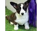 Cardigan Welsh Corgi Puppy for sale in Sonora, CA, USA