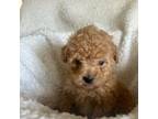 Poodle (Toy) Puppy for sale in Livingston, TX, USA