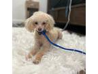 Poodle (Toy) Puppy for sale in Fargo, ND, USA