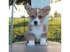 Pembroke Welsh Corgi Puppy for sale in Mabank, TX, USA