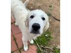 Adopt Fletcher a Great Pyrenees