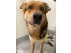 Adopt Chief a German Shepherd Dog