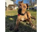 Adopt Oscar H BFDR a Boxer, Pit Bull Terrier