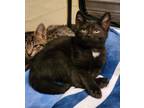 Adopt Pochita a Domestic Short Hair