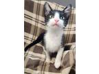 Adopt Tomahawk a Domestic Short Hair