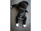 Adopt Joey a Border Collie, Australian Shepherd