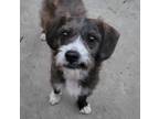Adopt Mack #scruffy-terrier a Miniature Schnauzer, Cavalier King Charles Spaniel