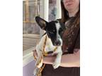 Adopt Flappy a Rat Terrier, Mixed Breed
