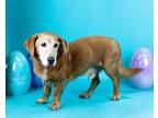 Adopt Archie a Basset Hound, Mixed Breed