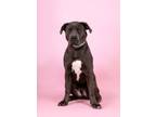 Adopt Poupon a American Staffordshire Terrier, Weimaraner