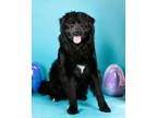 Adopt Fluffikines a Newfoundland Dog, Mixed Breed