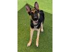 Adopt Astro a Belgian Shepherd / Malinois, German Shepherd Dog