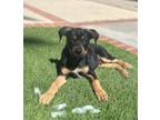 Adopt Ernie a Rottweiler, Doberman Pinscher