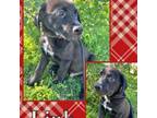 Adopt Link a Labrador Retriever