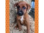 Adopt Emmett a Rhodesian Ridgeback, Retriever