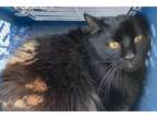 Adopt Rotini a Domestic Long Hair