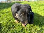 Adopt 3 male lab/shep dog mix a Black Labrador Retriever