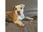 Adopt Francisco a American Staffordshire Terrier, Mixed Breed