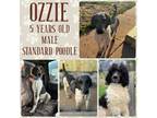 Adopt Ozzie a Standard Poodle