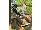 Adopt Dandy Boy a Chicken