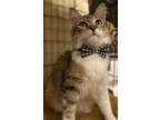 Adopt Reuben a Tabby, Domestic Medium Hair