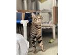 Adopt Lemon a Domestic Short Hair