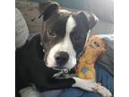 Adopt Claude Monet a American Staffordshire Terrier, Boxer