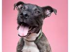 Adopt Donovan a American Staffordshire Terrier
