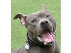 Adopt Spock a Pit Bull Terrier, Mixed Breed