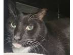 Adopt Charlie Checkers a Domestic Short Hair