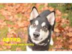 Adopt ASTRO a Husky, Shepherd