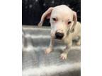 Adopt Kayden a Dachshund, Labrador Retriever